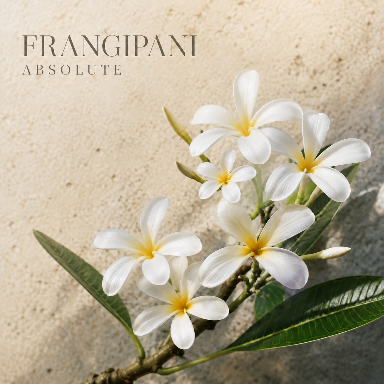 Frangipani Absolute