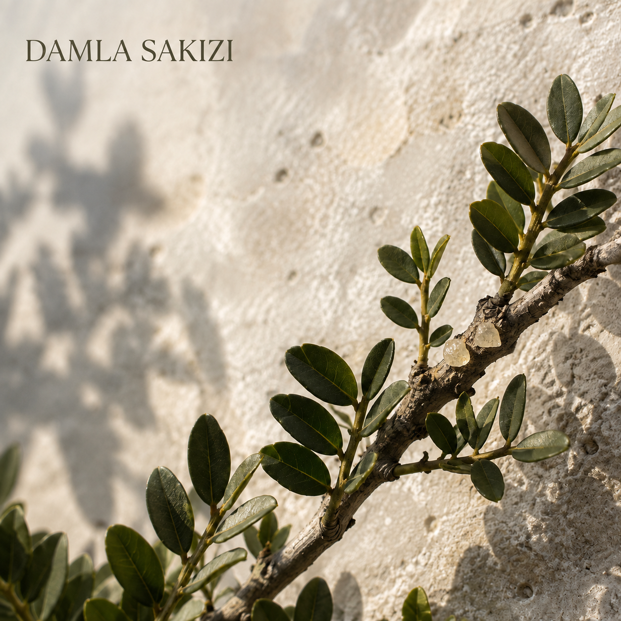Damla Sakızı