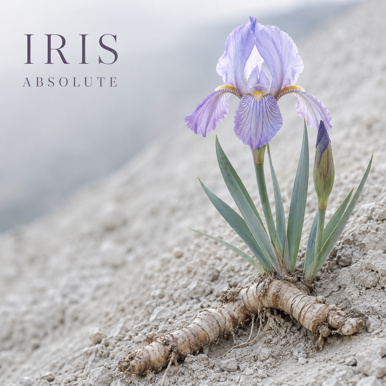 İris Absolute