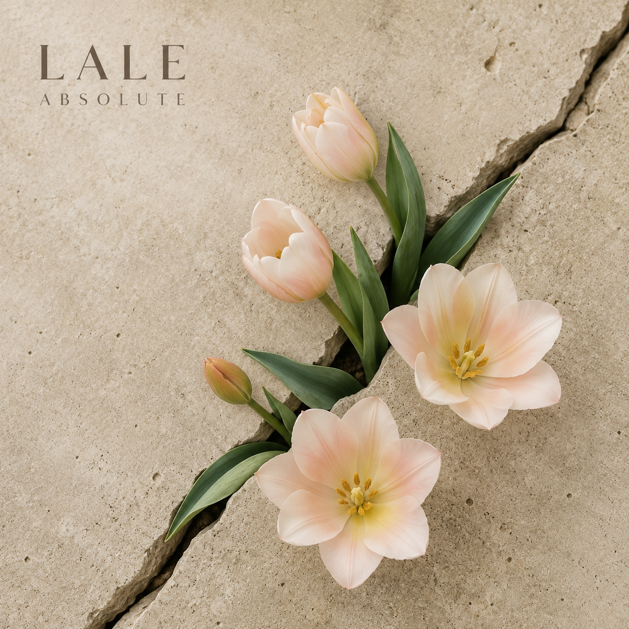Lale Absolute