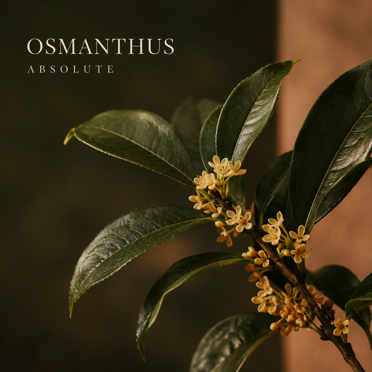 Osmanthus Absolute