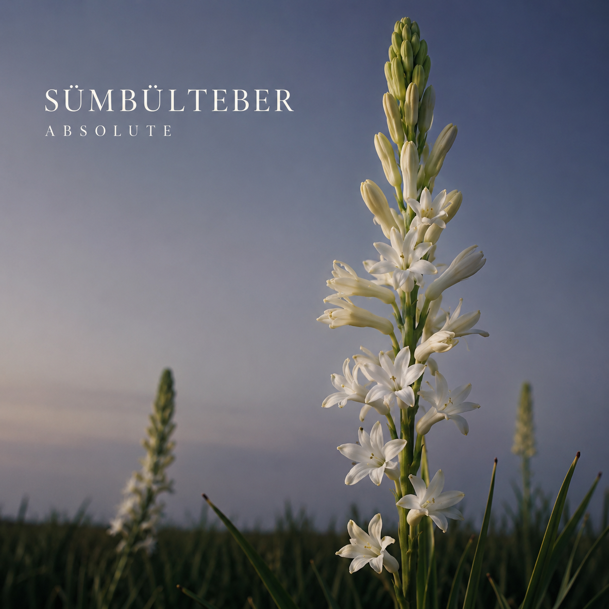 Sümbülteber Absolute