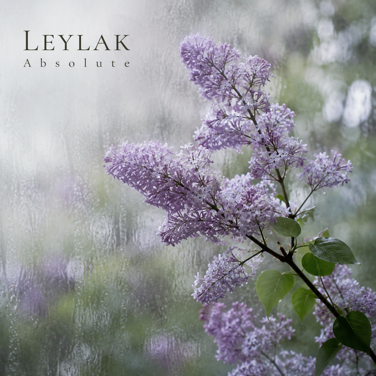 Leylak Absolute