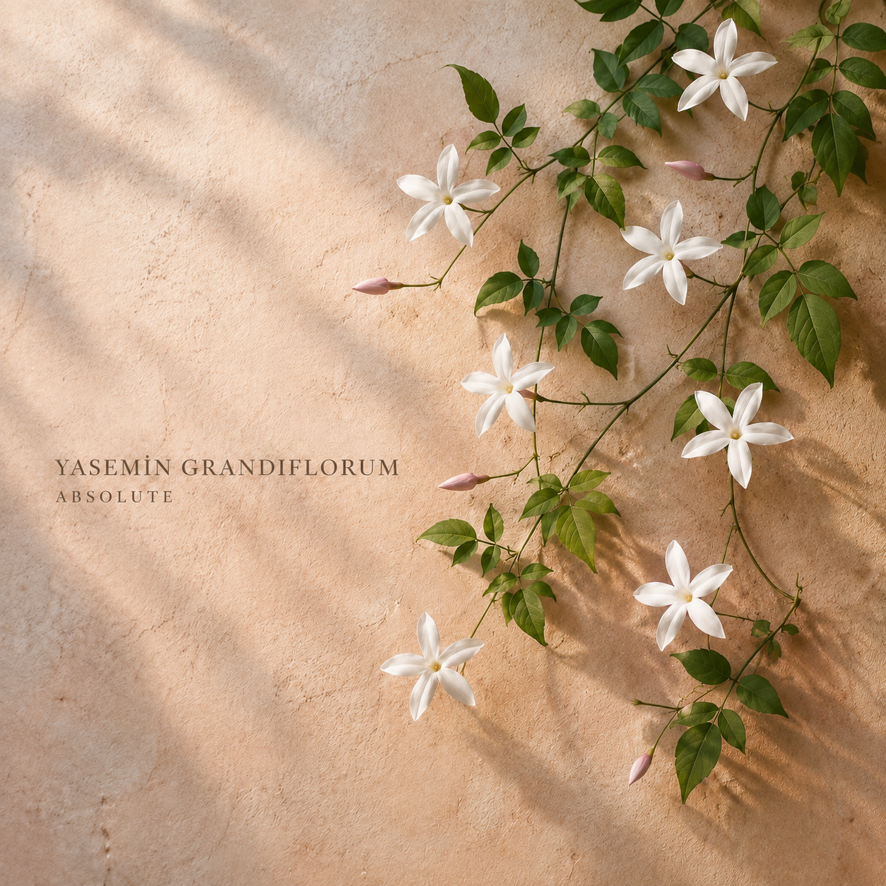 Yasemin Grandiflorum Absolute