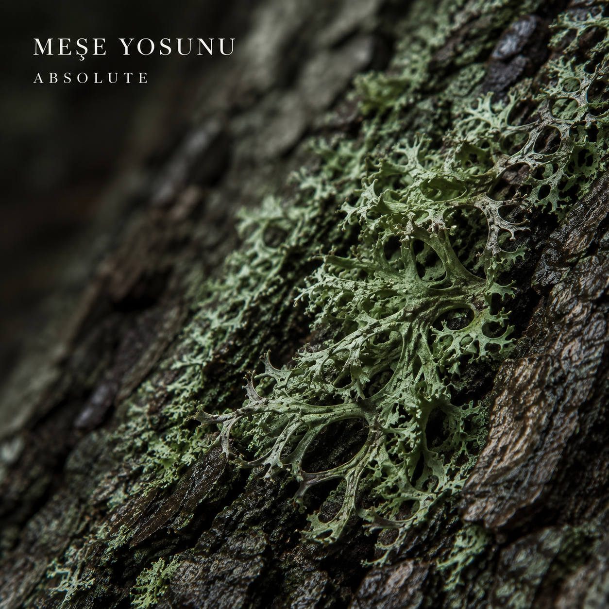 Meşe Yosunu Absolute (Yeşil)
